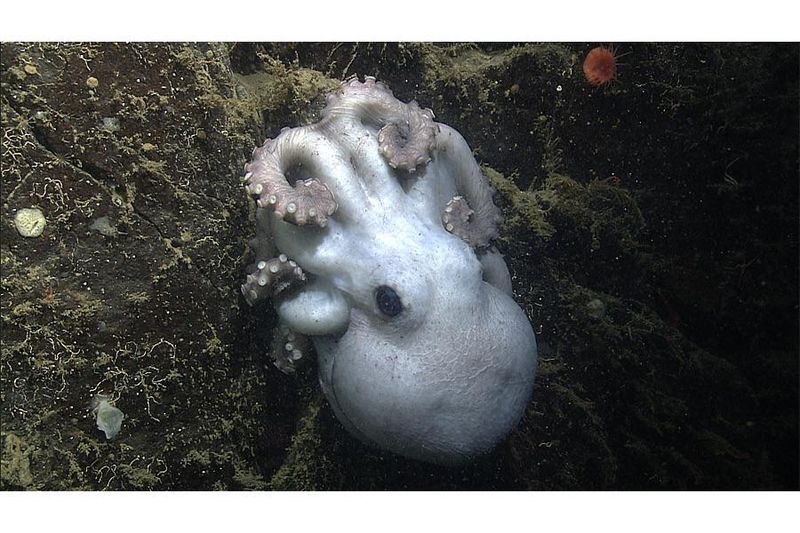Octopus's Ultimate Sacrifice