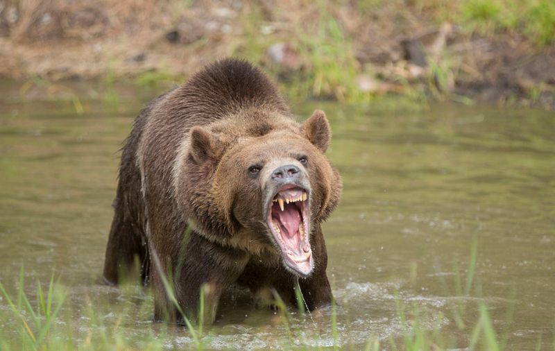 Brown Bear