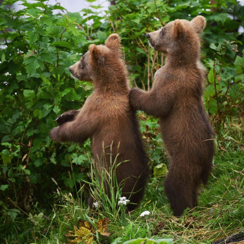 Kodiak Bear Cubs