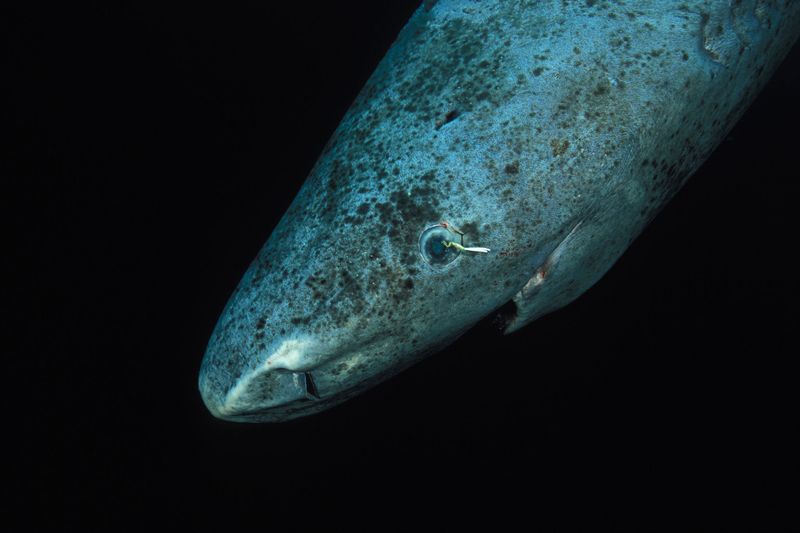 Deep-Sea Time Travelers