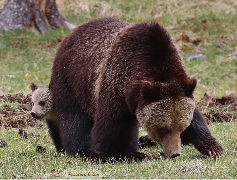 Grizzly Bear (Ursus arctos horribilis)