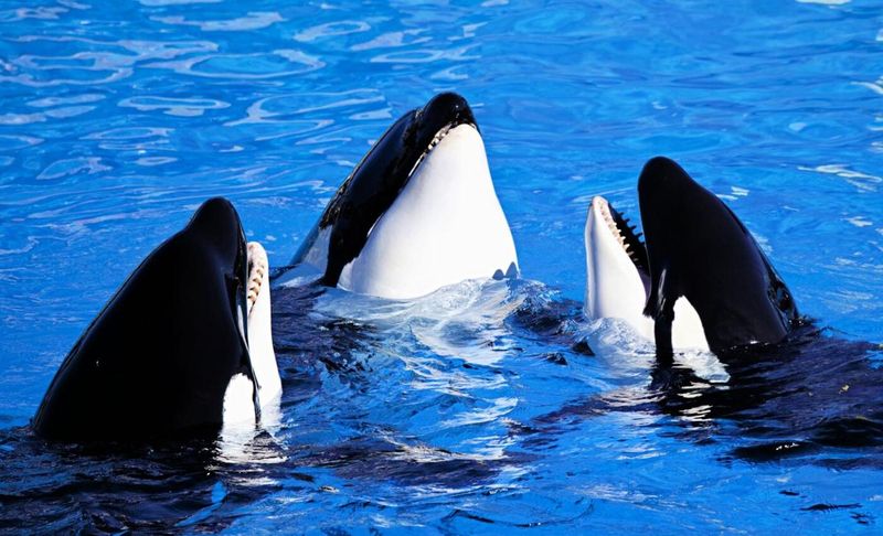 Orcas: Intelligent Pack Hunters