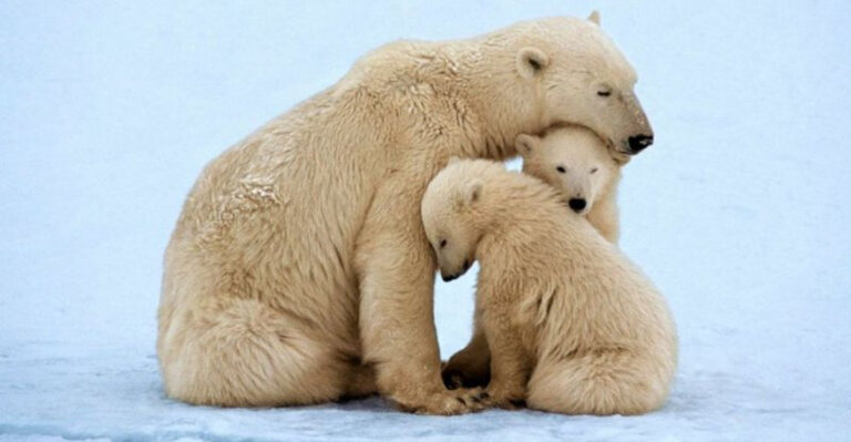 Polar Bears Are Evolving To Overcome A Changing World