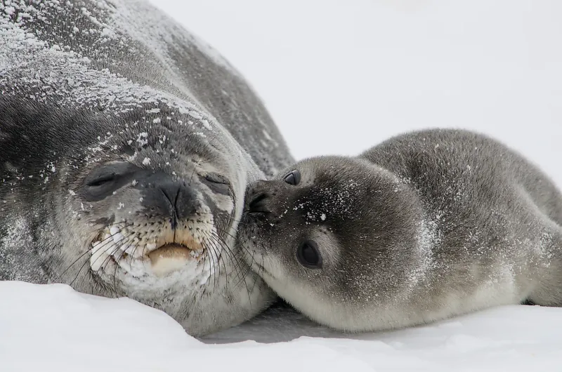 Whiskered Warriors: Weddell Seals