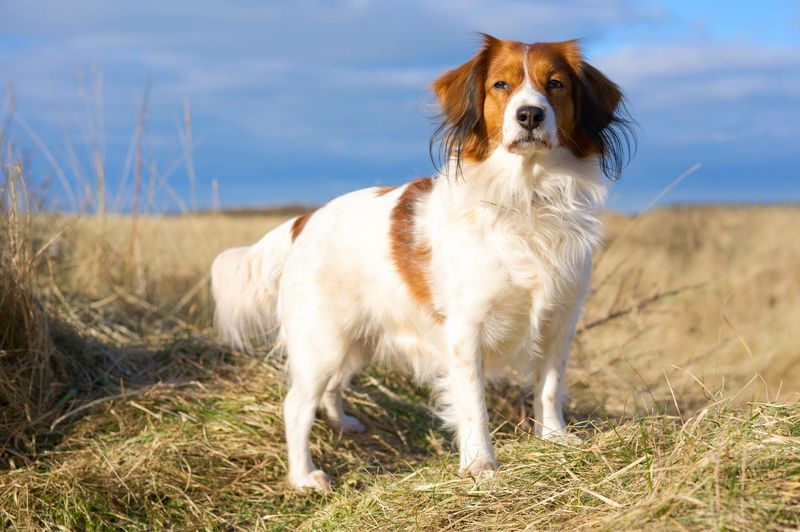 Kooikerhondje