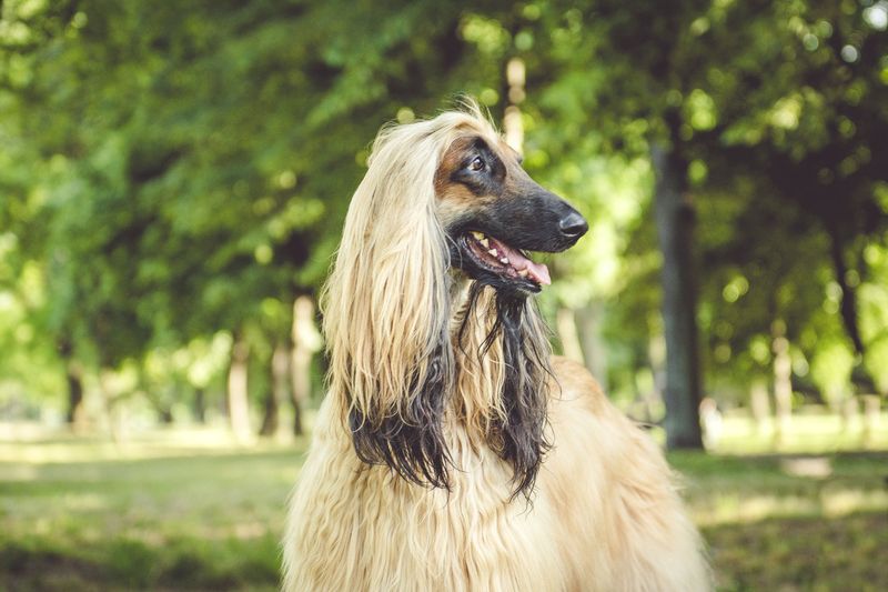 Backyard Philosopher: The Afghan Hound