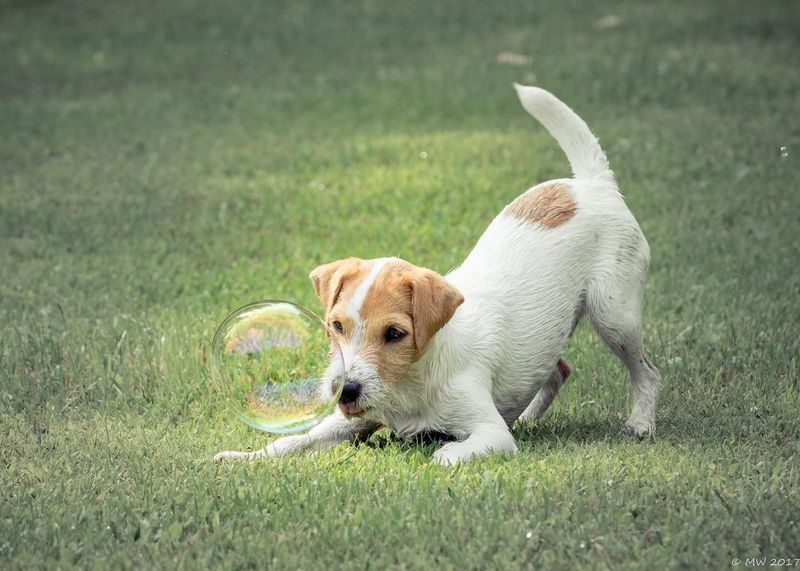 Headline-Stealing Terrier: Roosevelt's Jack Russell Ruled The Press