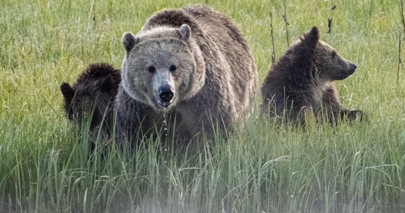 Successful Reintroduction Models