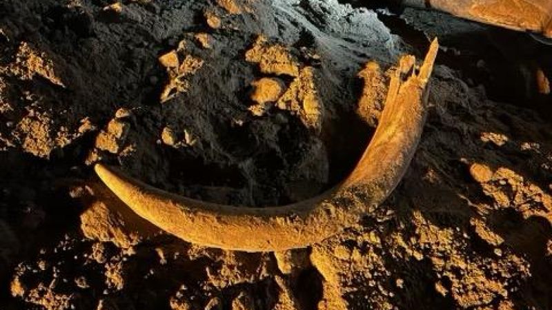 Unusual Mammoth Remains Found In Honduras
