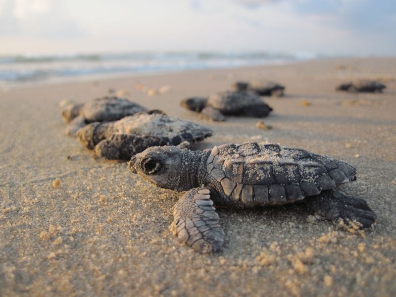 Sea Turtles Reclaim Nesting Grounds