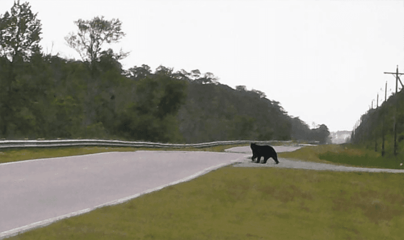 Roadkill Epidemic Decimating Reptile Populations