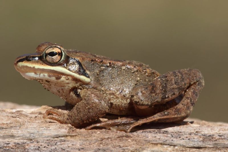 Freeze-Proof Phenomenon: Wood Frog
