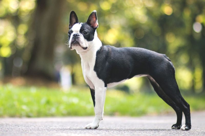 Boston Terrier