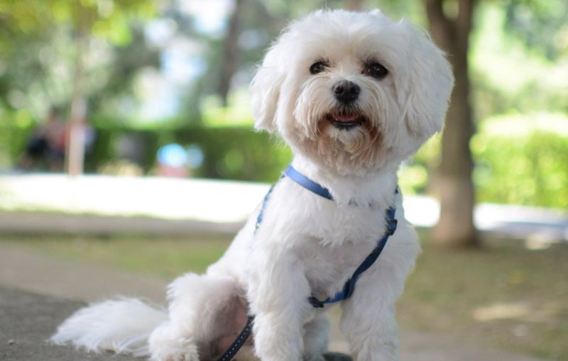 Maltese