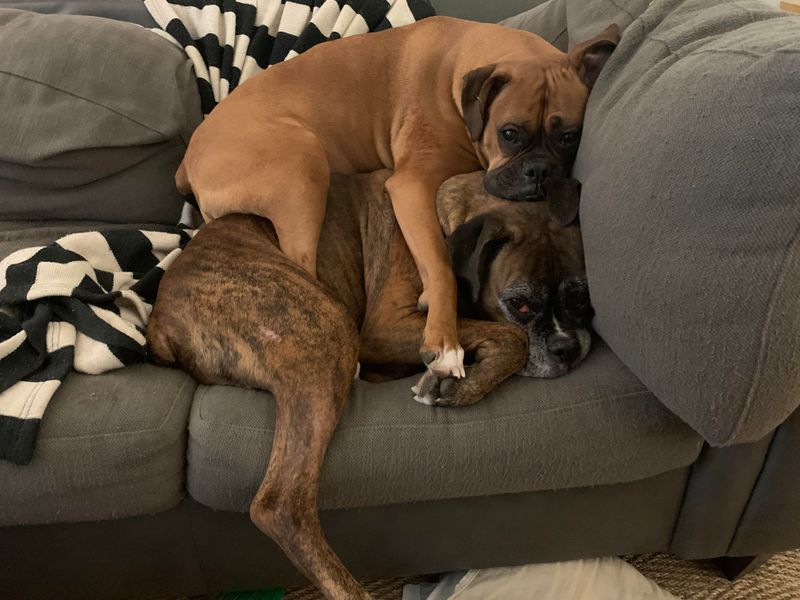 Boxer: Muscular Cuddle Enthusiasts