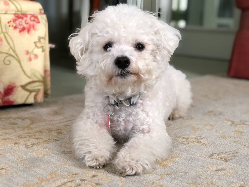Bichon Frise Buddies