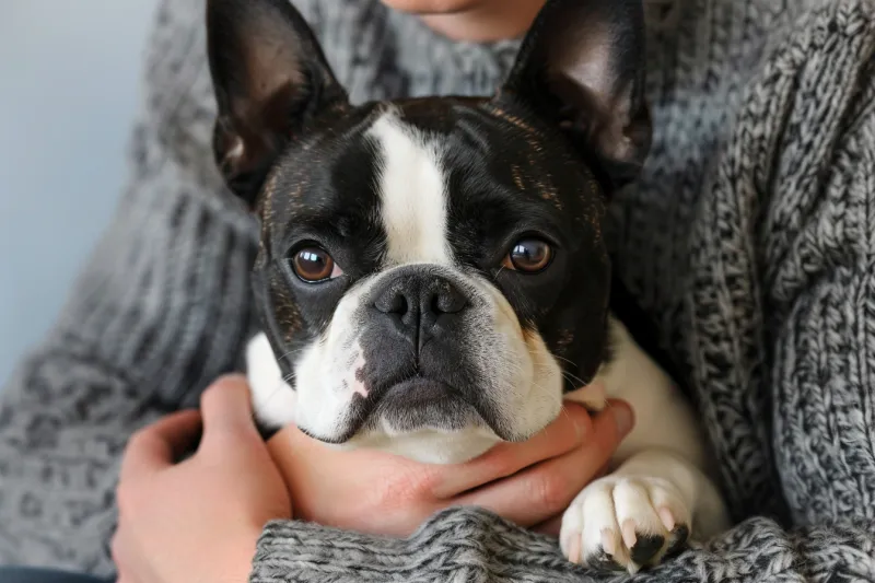 Boston Terrier