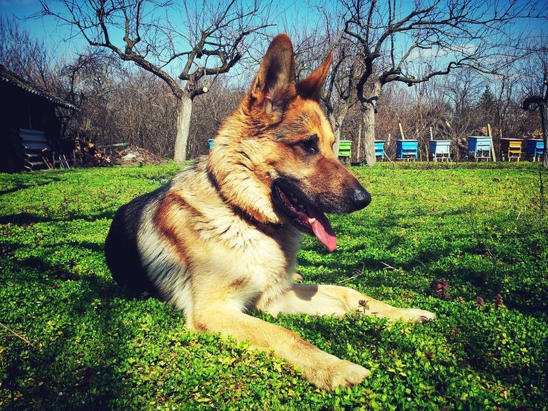 German Shepherds: Working Dogs With Working Value