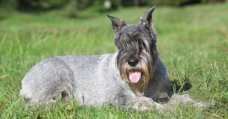 Standard Schnauzers: Steadfast Emotional Guardians