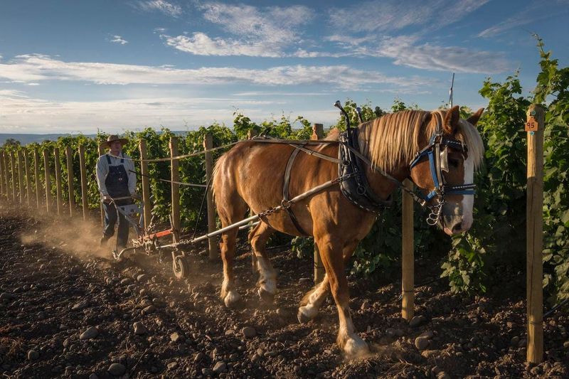 Vineyard Horse