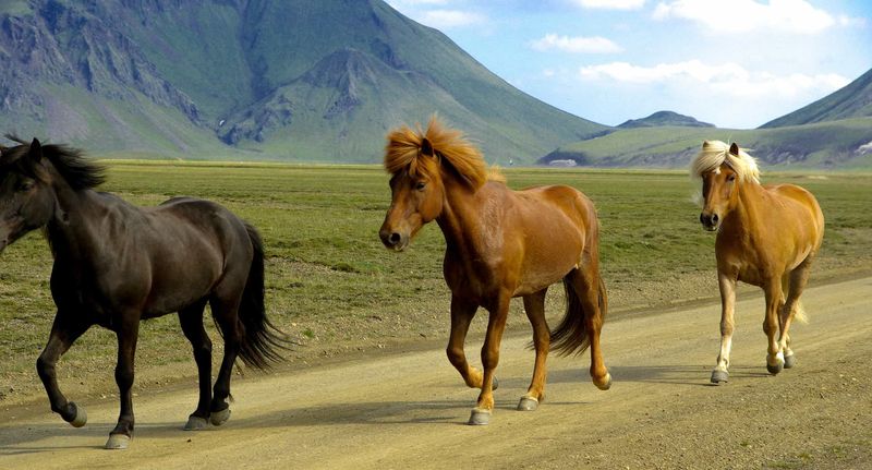 Icelandic Horse: The Five-Gaited Wonder