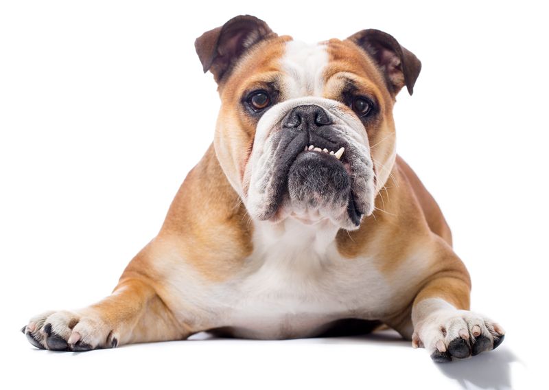 English Bulldog