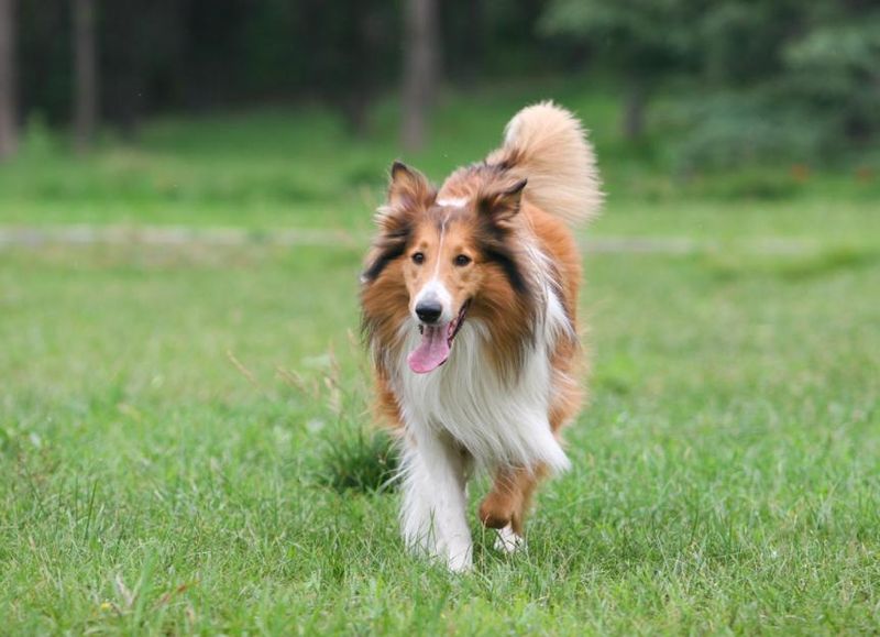 Rough Collie