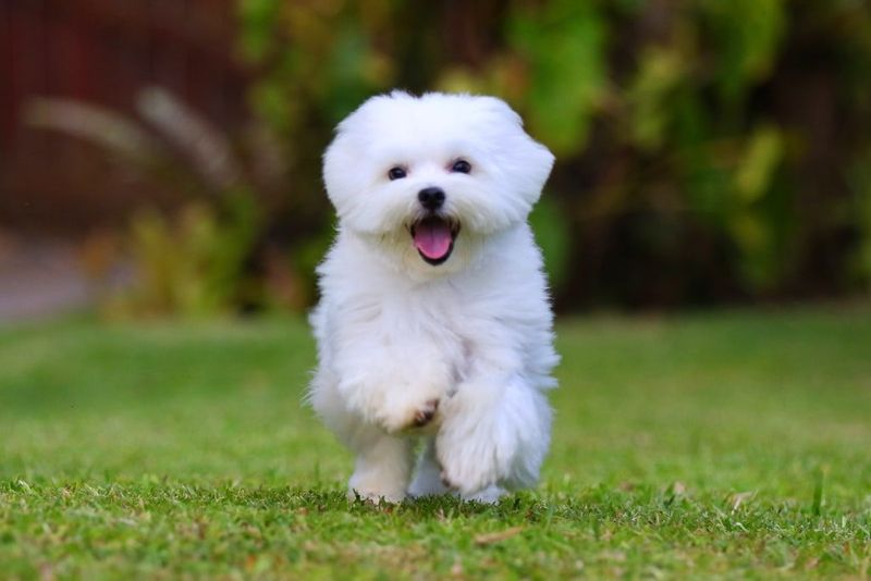 Maltese