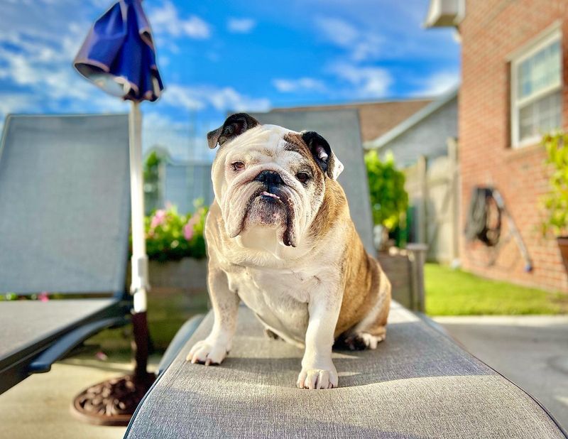 Bulldog