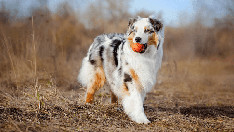 Australian Shepherd: The Ranch Hand's Right Paw