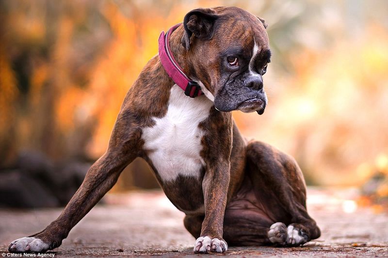 Boxer: The Empathy Champion