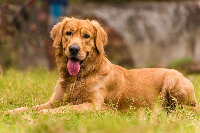 Golden Retriever – The Cheerful Class Favorite