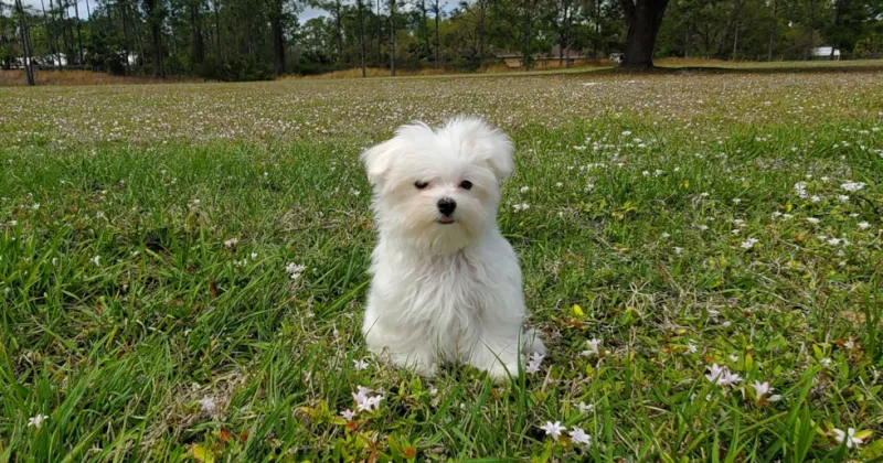 Maltese