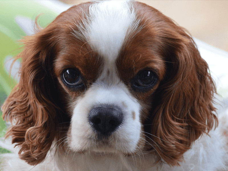 Cavalier King Charles Spaniels: Born Comforters