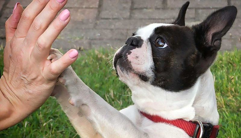 Boston Terriers: Tuxedo-Wearing Party Animals