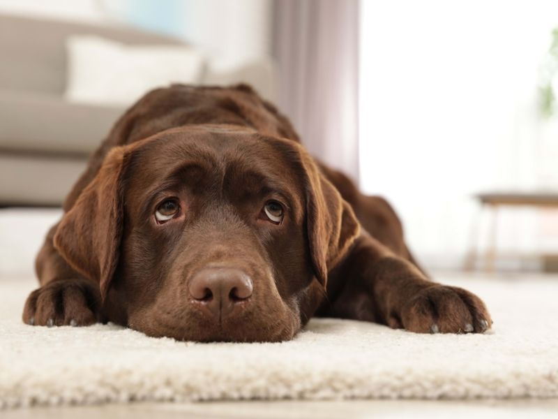 Labrador Retrievers: The Perpetual People-Pleasers