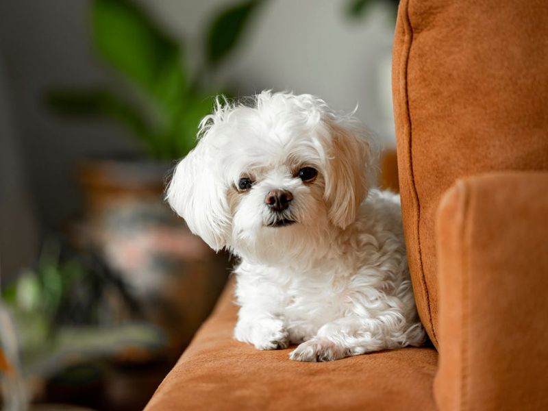 Maltese: Tiny White Shadows