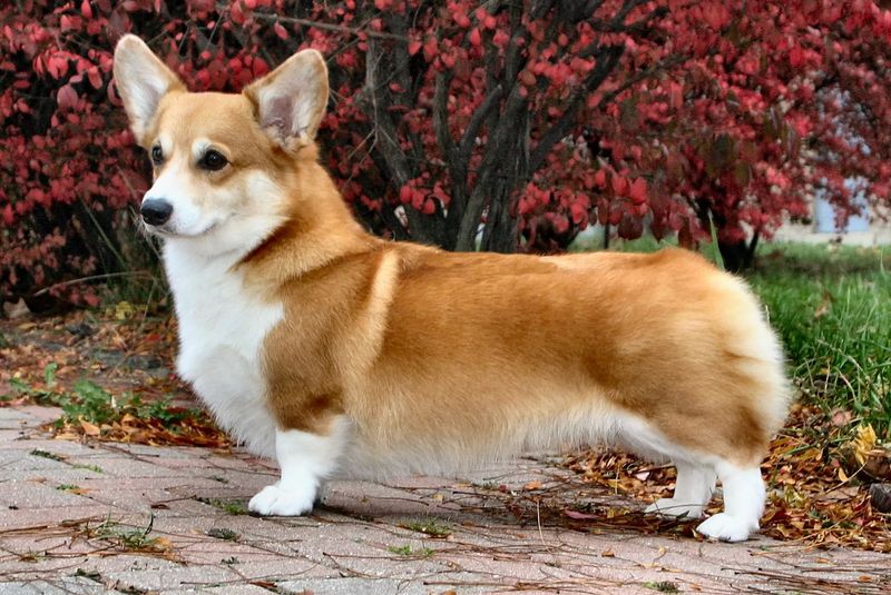 Gentle Souls: Pembroke Welsh Corgis