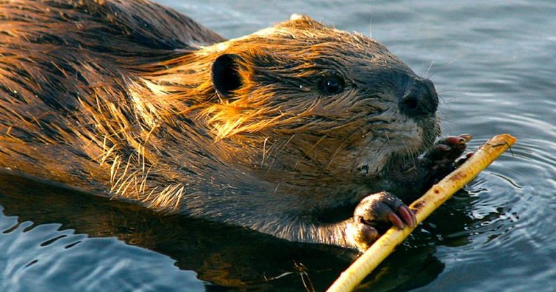 Beaver