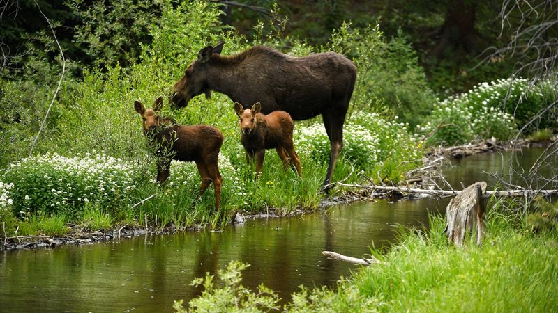 Moose