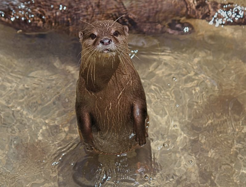 River Otter