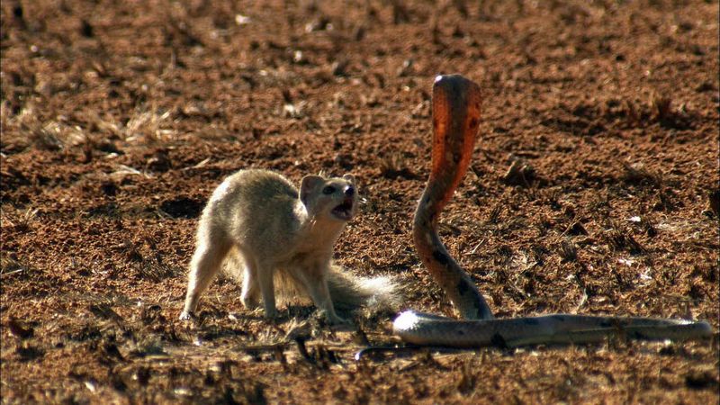 Mongoose: The Snake Charmer