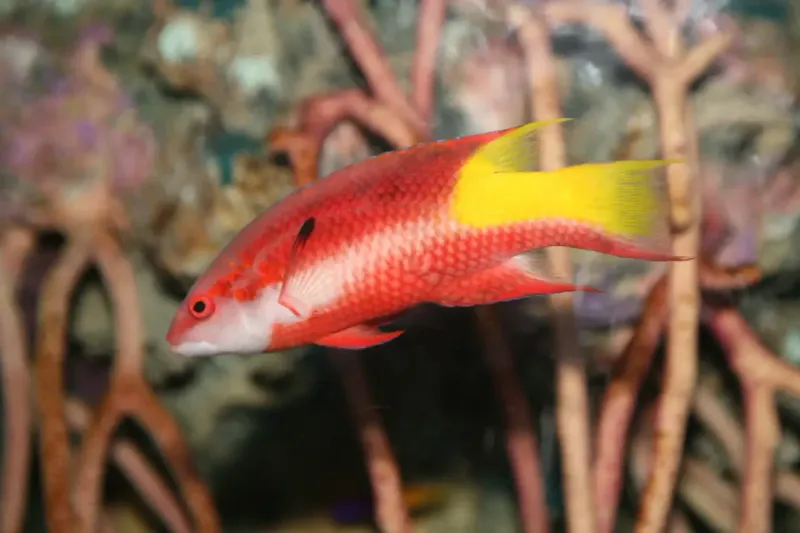 Spotfin Hogfish