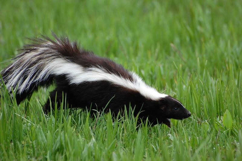 Skunks – Chemical Warfare Specialists