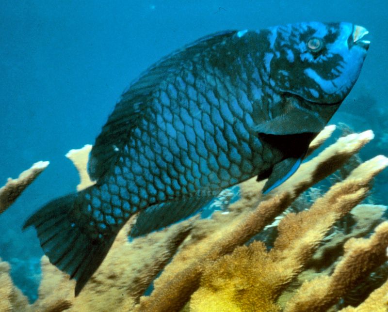 Midnight Parrotfish