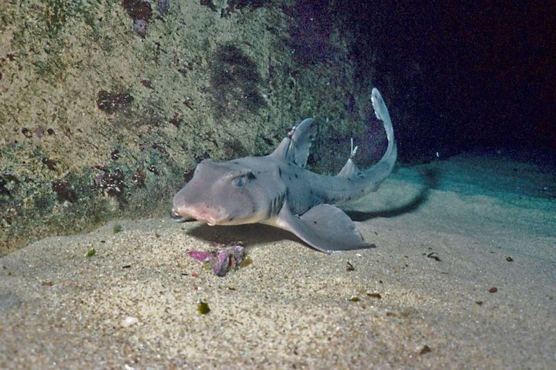 Horn Shark: The Spiny Specialist