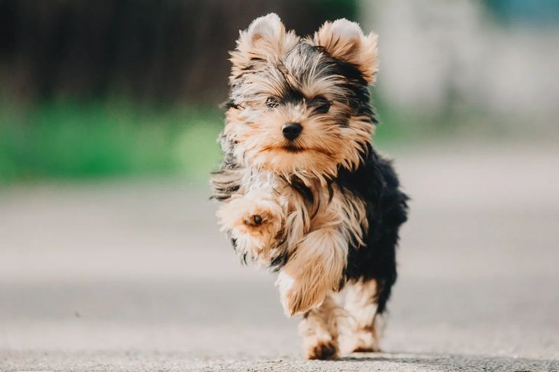 Surprising Bravery: Little Dogs, Mighty Hearts