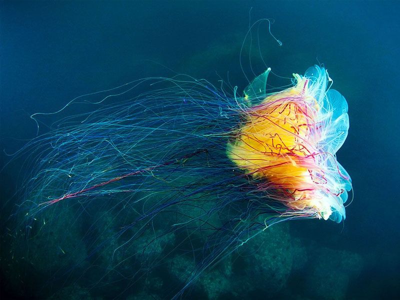Lion's Mane: The Ocean's Flowing Mane