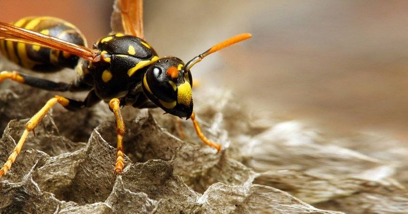 Yellow Jacket Wasp