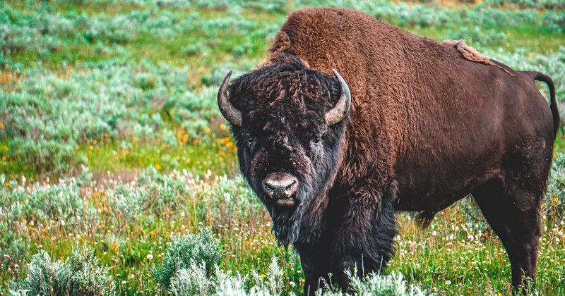 American Bison: Restored Rampagers